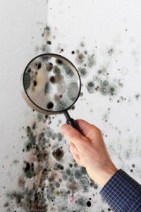 36488492 - a man with magnifying glass checking mold fungus