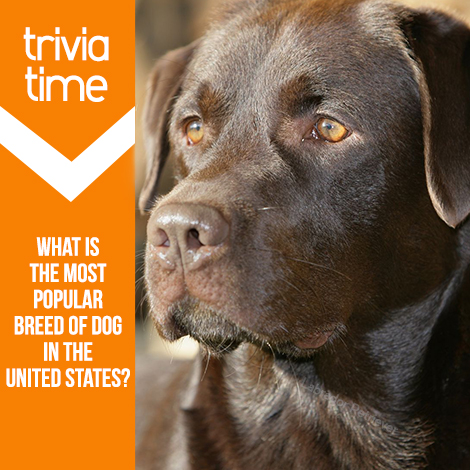 Trivia Time: What is the most popular breed of dog in the United States?