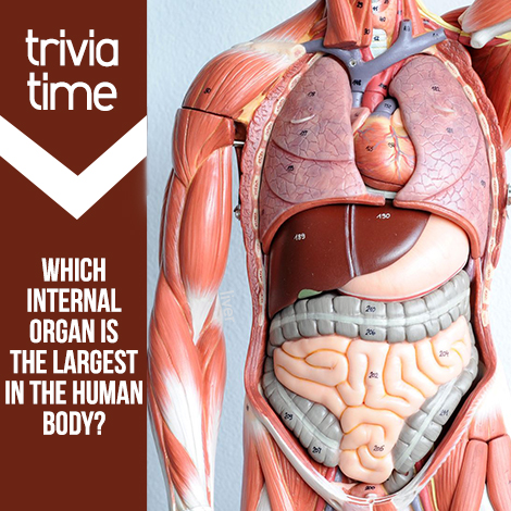 Trivia Time: Which internal organ is the largest in the human body?