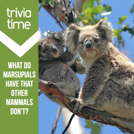Trivia Time: What do marsupials have that other mammals don’t?