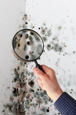 Does your business have a mold problem?