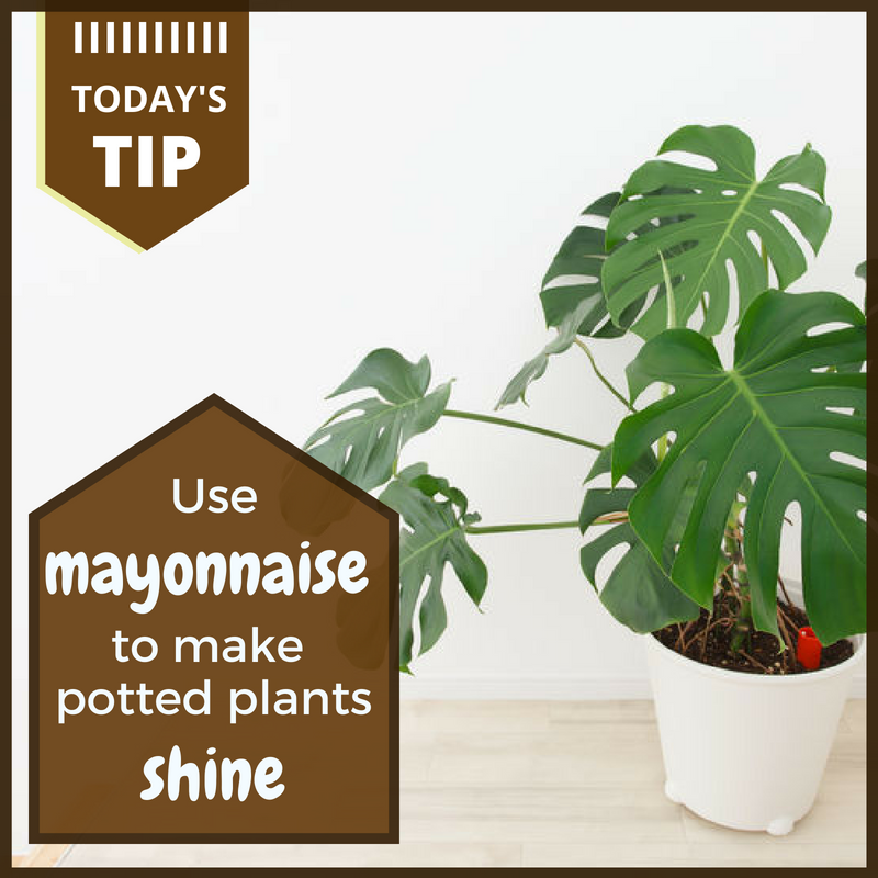 Use this ingredient to shine up potted plants